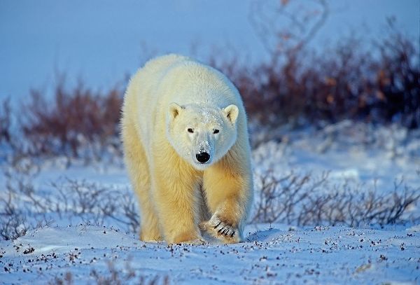 Canada-Manitoba-Churchill Polar bear walking on frozen tundra